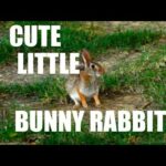 Cute Little Bunny Rabbit