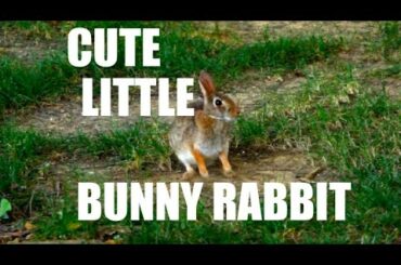 Cute Little Bunny Rabbit