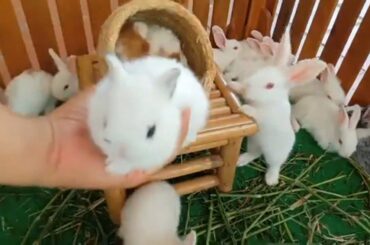 Rabbit is so cute - peter rabbit , pretty bunny (ASMR Eating )