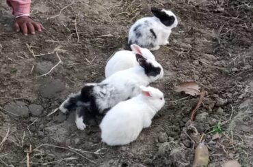 Cute rabbit please subscribe my channel and like also