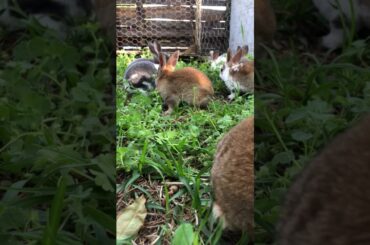Baby Rex bunnies. Playtime. Bunny cam