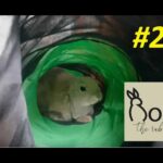 Cute bunny sprinting through his tunnel! | Roni The Rabbit | #24