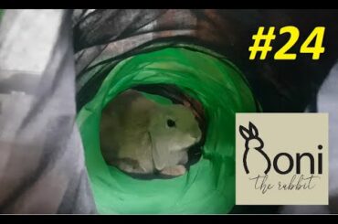 Cute bunny sprinting through his tunnel! | Roni The Rabbit | #24