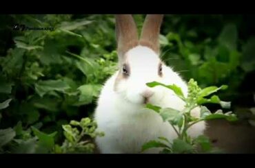 Rabbit - A Funny And Cute Bunny Videos Compilation