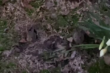 Adorable baby bunnies
