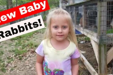 New Baby Rabbits! - New Zealand Meat Rabbit