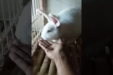 Rabbit Cute Eat Pallet