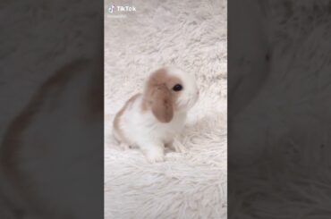 Cute 🐰 bunny🐇
