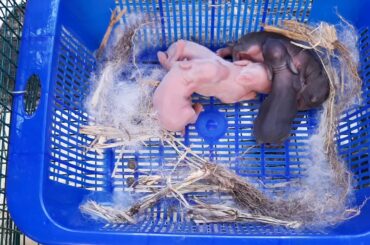 New Born Rabbit Day 4 Update