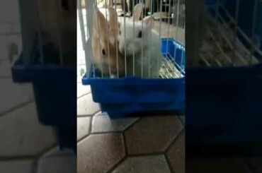 My rabbits so cute