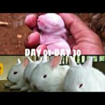 Baby Rabbit DAY 01-DAY 30|complete growing video|Bee Wax
