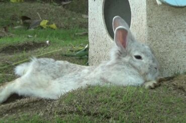 伸び~~るウサギさん　Cute rabbit nap time   【Cute animal videos】【こども動物自然公園】