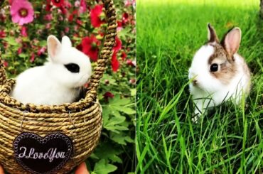 Baby Rabbits | Funny and Cute  Rabbit Videos Compilation Ep02