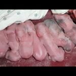 Unbelievable Today My Rabbit Giving Birth for 7 Baby in My Bedroom, Very happy (^_^)