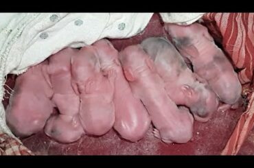 Unbelievable Today My Rabbit Giving Birth for 7 Baby in My Bedroom, Very happy (^_^)