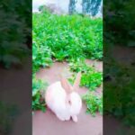 Funny And Cute Rabbit WhatsApp status