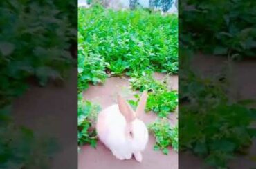 Funny And Cute Rabbit WhatsApp status