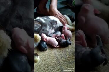 Cute kitten 🐰(Baby bunny) feeding.[ Hohar  পোৱালি]