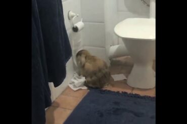 #funnycuterabbit #cute rabbit