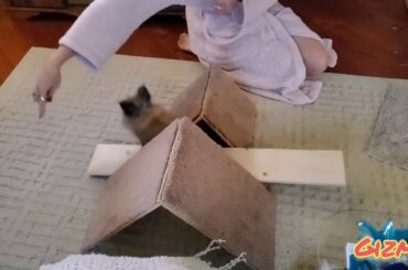 Rabbit Tricks Gizmo The Baby Lionhead 🇨🇦- A frames & Seesaw Covid 19 isolation Coronavirus isolation