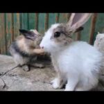 Rabbits cleaning body asmr | bunny cute