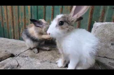 Rabbits cleaning body asmr | bunny cute