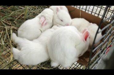 #Rabbit #rabbit Female rabbit feedding her baby. || Female rabbit baby.
