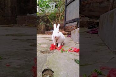 Cute rabbit 🐇 eating 😍