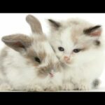 Funny Baby Cats And Bunny Twins Friend 's So Cute Must Watch Completion 2020