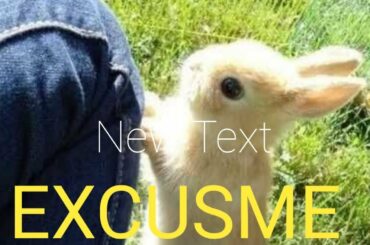 Cute 20 days old bunny trying to eat some green #CUTE ANIMAL BABIES#