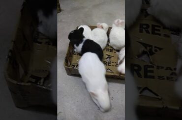 Very cute & lovely rabbit bunny available for sale in kanpur contact me at 8299837317