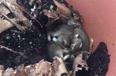 Wild baby rabbits found in a planter in the backyard