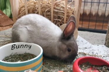 Cute bunny rabbit HD 720p.mp4 #rabbit lover#