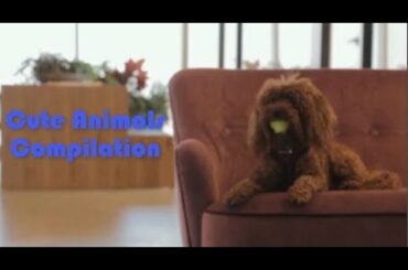 Cute Animals Compilation!!