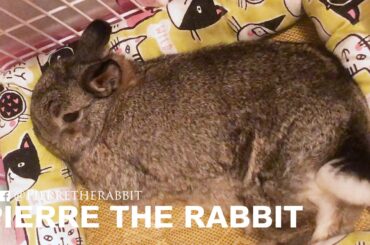 Cute bunny sleeping  - Pierre the Rabbit
