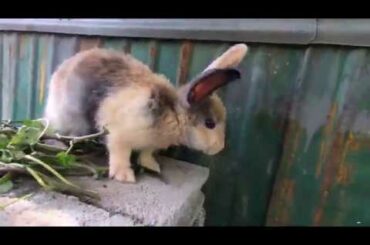 Rabbits cute jump | bunny cute