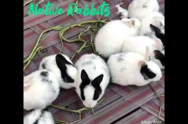 Twenty days old bunnies by Native Rabbits