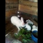 Cute rabbits 😍❤️