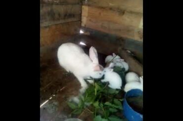 Cute rabbits 😍❤️