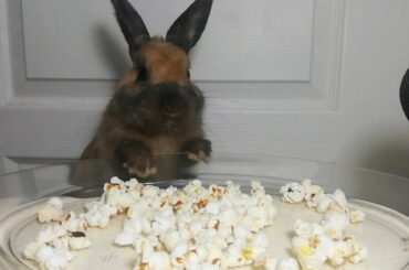 Rabbit Popcorn ASMR Eating Sounds Cute Bunny / my Pets ASMR