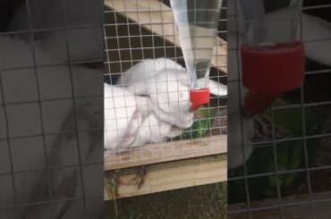 Cute bunny fight very cute