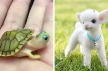 Cute baby animals Videos Compilation cutest moment of the animals - Soo Cute! #9