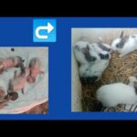 Rabbits Growth (Day 1 to Day 20) | Rabbit farming |