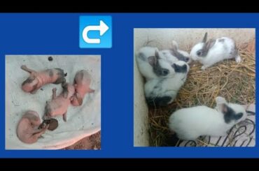 Rabbits Growth (Day 1 to Day 20) | Rabbit farming |