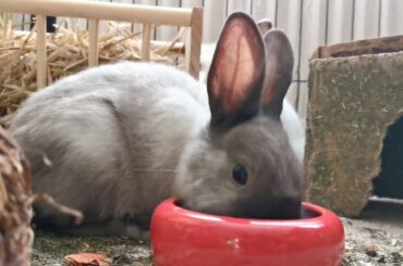 😜Funny and cute Baby Bunny Rabbit videos🐰🥰😍Rabbit videos Compilation||Funtoo