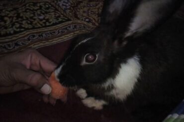 Cute rabbit.MUST WATCH 😍😍!!!