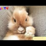 Cute bunnies compilation