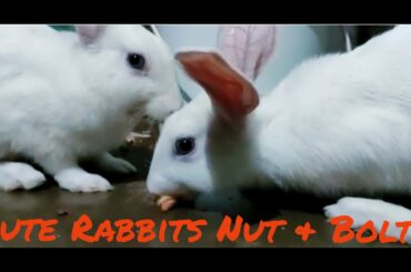 Cute Rabbits "নাট আর বল্টু" |White Bunny Playing |মিষ্টি সাদা খরগোশ এর খেলা |Rabbit Eating & Playing