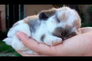 TIERNOS Y DULCES CONEJITOS RECOPILACIÓN, CUTE BUNNIES COMPILATION .