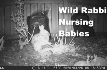 Bunny Nest - 002 - Wild Rabbit Nursing Babies
